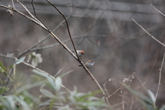 Sinosuthora alphonsiana