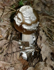 Amanita variicolor