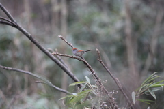 Sinosuthora alphonsiana