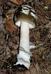 Amanita variicolor
