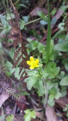 Ranunculus plebeius