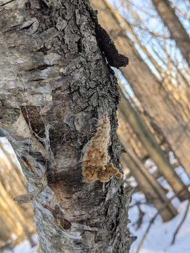 Spongy moth