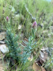 Lavandula stoechas