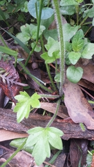 Ranunculus plebeius