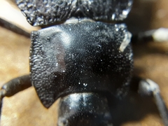 Stenomorpha obliterata