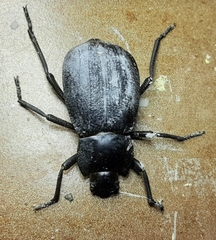 Stenomorpha obliterata