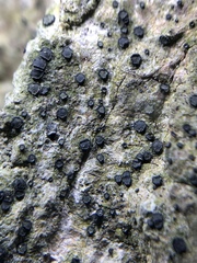 Cresponea chloroconia
