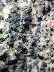 Cresponea chloroconia