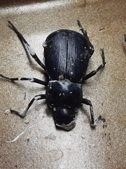 Stenomorpha obliterata