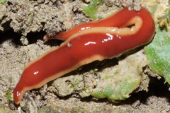 Arthurdendyus testaceus