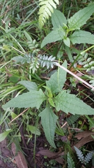 Sigesbeckia orientalis