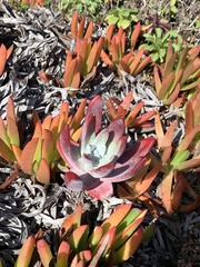 Dudleya farinosa