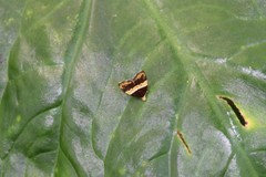 Choreutis basalis