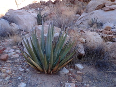 Agave utahensis kaibabensis