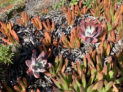 Dudleya farinosa