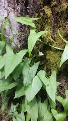 Calystegia marginata