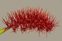 Xeronema callistemon