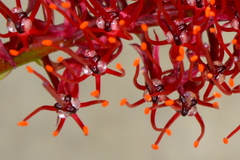 Xeronema callistemon