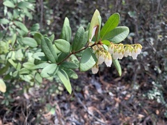 Pieris phillyreifolia