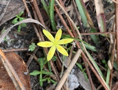 Hypoxis juncea