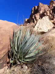 Agave utahensis kaibabensis