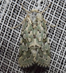 Bryolymnia viridata