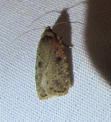 Agonopterix argillacea