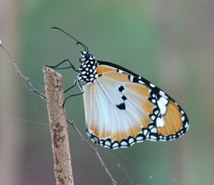 Danaus chrysippus
