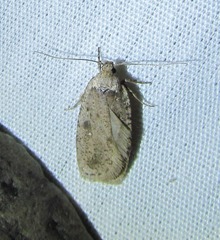 Agonopterix argillacea