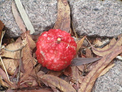 Syzygium suborbiculare