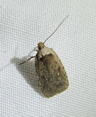 Agonopterix argillacea