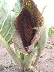 Synandrospadix vermitoxicus