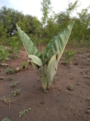 Synandrospadix vermitoxicus