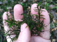 Echinodiopsis hispida