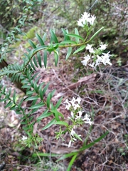 Veronica subfulvida