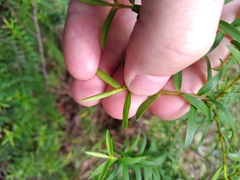 Veronica subfulvida