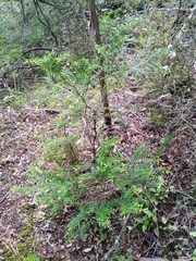 Veronica subfulvida