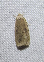 Agonopterix argillacea