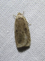 Agonopterix argillacea