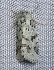 Bryolymnia viridata