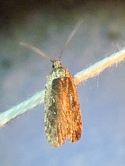 Agonopterix clemensella