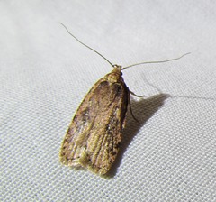 Agonopterix clemensella