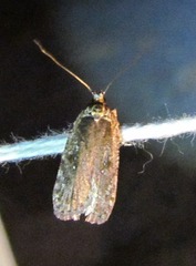 Agonopterix clemensella