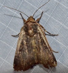 Parabagrotis