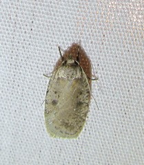 Agonopterix argillacea