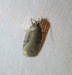 Agonopterix argillacea
