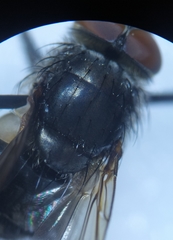 Pollenia rudis