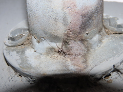 Pulchellodromus pulchellus