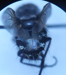 Pollenia rudis