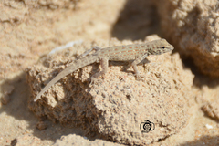 Pristurus rupestris rupestris